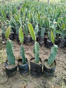 Image of Dragon Fruit Tree Plant Combo Pack of 3, Medium Size, Live Hybrid Dragon Fruit Plants for Home Garden, Terrace & Outdoor Gardening