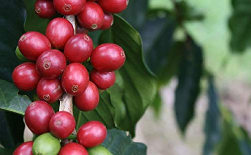 Hawaiian Queen Coffee 100% Kona Coffee Whole Beans miniatura 6