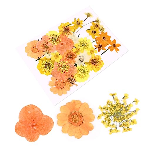 Material de Flores Secas ARTIBETTER 40 Piezas para Manualidades