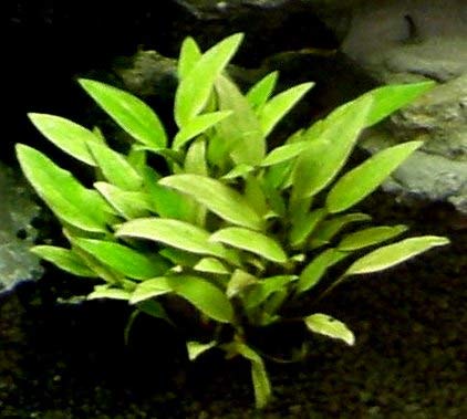 10 Töpfe + 10 Bund Wasserpflanzen, Aquarienpflanze