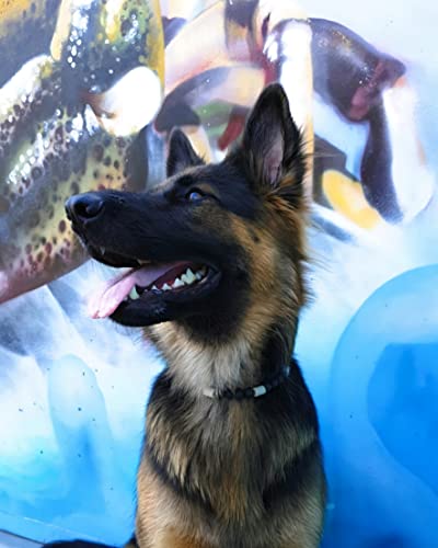 EM-Keramik Halsband – handgemacht mit Lavaperlen | elastisch & wetterfest | personalisierbar | in verschiedenen Größen für Hunde