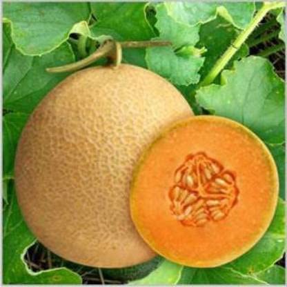 TRICONE Muskmelon (Kharbuja) Fruit Seeds For Home Gardening Planting 50Seeds KK37