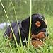 JMHomeDecor Simulazione Farcita Rottweiler Peluche Bambole per Cani Animali di Peluche Regalo di Natale per Bambini