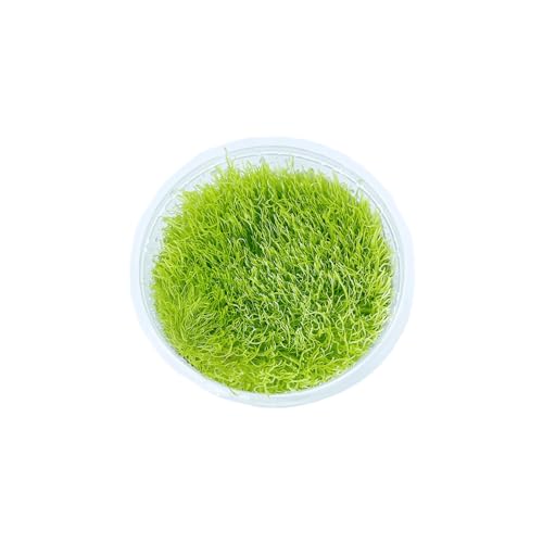 Utricularia Graminifolia Tissue Culture Cup – Live Aquatic Carpet Plant Grass-Like Carpeting Aquariums Plant Freshwater Fish Tank Decoration aquascapes