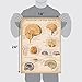 Palace Learning Vintage Brain Anatomy Poster - Laminated - Anatomical Chart of the Human Brain - 18