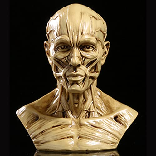 Image of Gaolinci 4-Inch Portable Human Model Craft Anatomy Skull Head Muscle Bone Medical Artist Drawing Study