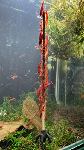 Shrimp-Lollies Deutschland Mix + Halter1 (10 Stück) / Garnelen Lollies Futter Blütenpollen Sticks Futterstangen
