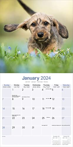 Wirehaired Dachshund Calendar 2024 Square Dog Breed Wall Calendar - 16 Month - Image 3