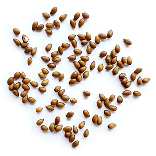 The Old Farmer's Almanac Beaconsfield Viola Seeds (Sorbet Series) - Approx 75 Flower Seeds - Premium Non-Gmo, Open Pollinated, Usa Origin #TOP1