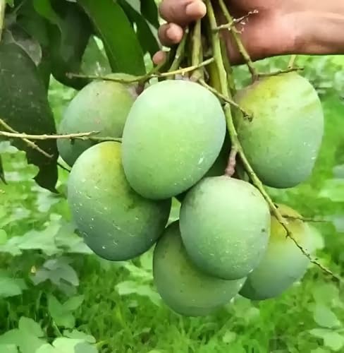 Image of Hybrid 1 Healthy Live Dasheri Mango(GRAFTED) Plant for Home garden Plant Height-2Ft To 2.5 Ft.(Fruit After 1 Year) with grow bag