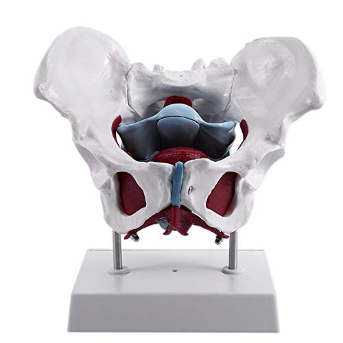 Pelvis Femenina con Órganos, De Tamaño Natural del Suelo Pélvico Muscular Estructura Modelo Genital Pélvico Médico Anatomía Modelo para La Educación Médica