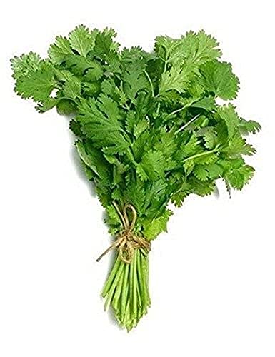 Coriander Plants, 6 x Plug Plant Pack, Herb Plants, Coriander,