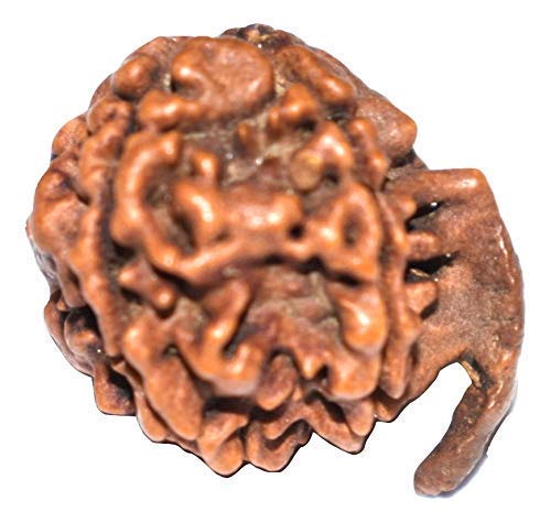 REBUY 5 Mukhi Ganesh JI Nepali Rudraksha Bead Original Rudraksh for Men and Women