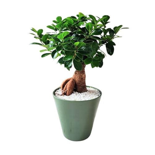 Eleganza Naturale e Design Unico 🌿: Il Bonsai Ficus Ginseng è famoso per il suo tronco contorto e radici esposte, che creano un effetto visivo unico e scultoreo. Ideale per chi cerca una pianta decorativa sofisticata, il bonsai è perfetto per arredare soggiorni, uffici e studi, aggiungendo un tocco di natura esotica e armoniosa.