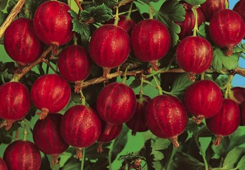 Vivaio Garden Forest Uva Spina Rossa (Ribes uva-crispa) – Pianta da Frutto H ca. 60–80 cm in Vaso Ø18 cm – Frutti di Bosco Dolci e Diuretici – Coltivabile anche in Vaso – FOTO REALI