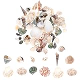 HOOTNEE Conchiglie e Strombi Naturali per Decorazione Creativa Fai da Te Set di Conchiglie Assortite Piccole e Leggere Accessori Artigianali per Arredamento da Scrivania e Acquario