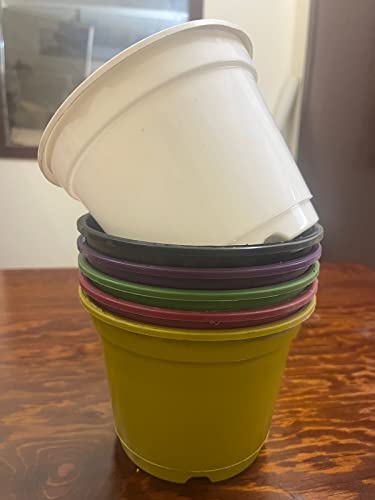 Pot's & Plant's Plastic Grower Pot Multicolor, 6 inch, Combo of 10 Colourful Grower Pot (Normal Nursery Pots)