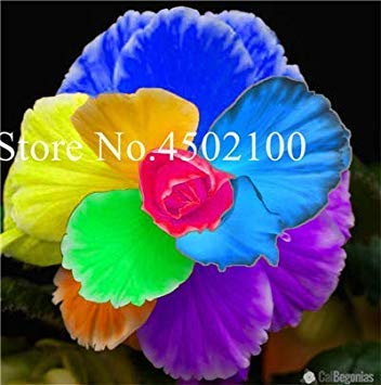 CUSHY 50 Pcs Colorful Begonia Bonsai, Mixed Color Bonsai Seedssseed Bcony Multi-Flap Decoration Home Mini Garden: 13