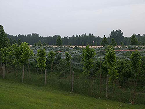 Mitef Anti-Aging Orchard and Hail Protection Netting #TOP1