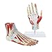 Axis Scientific Hand and Foot Anatomy Model Set