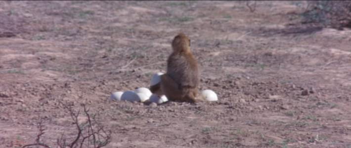 Die lustige Welt der Tiere