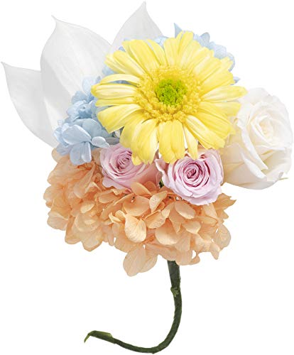 A&K ~j ԉ CG[ { NAP[X Mtg vU[uht[  { ybg KMP-008