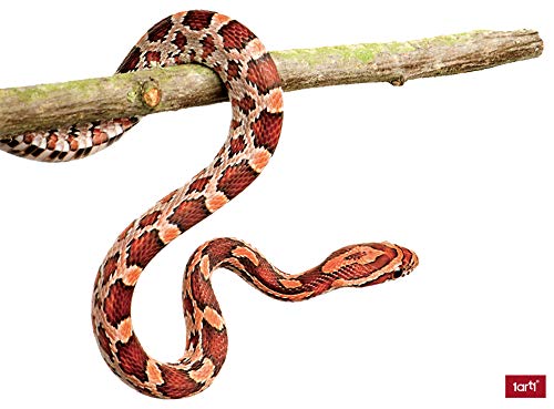 Serpenti Sticker Adesivo Da Parete