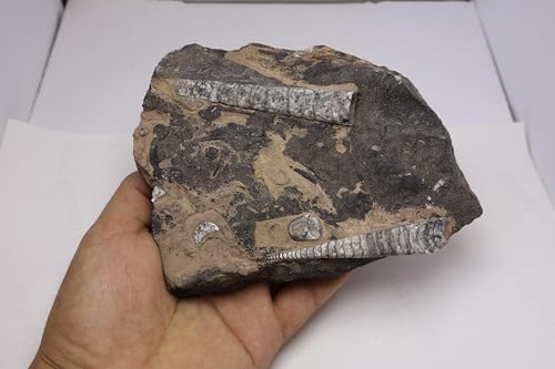 Image of Natural Orthoceras Fossil Plate from Devonian Period Fossil from Morocco A303