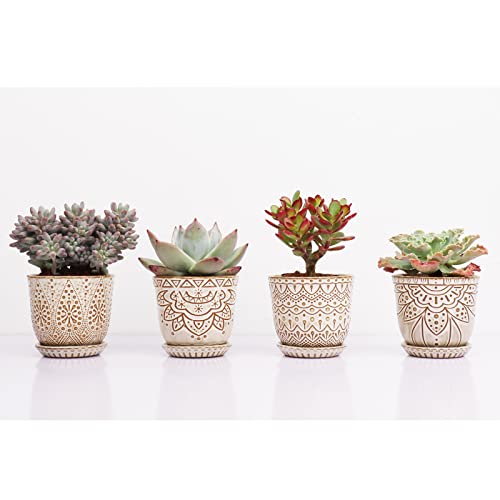 Pots de fleurs anti pourrissement racines succulentes Gepege - 5