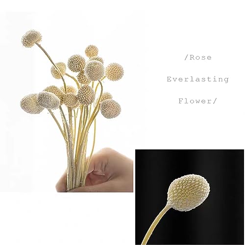 30 flores secas Billy Balls Craspedia blancas miniatura 6