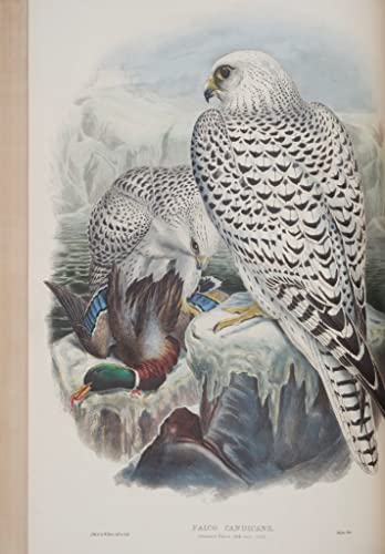 Peinture murale Falco Candicans John Gould pour habiller un grand mur vide de salon