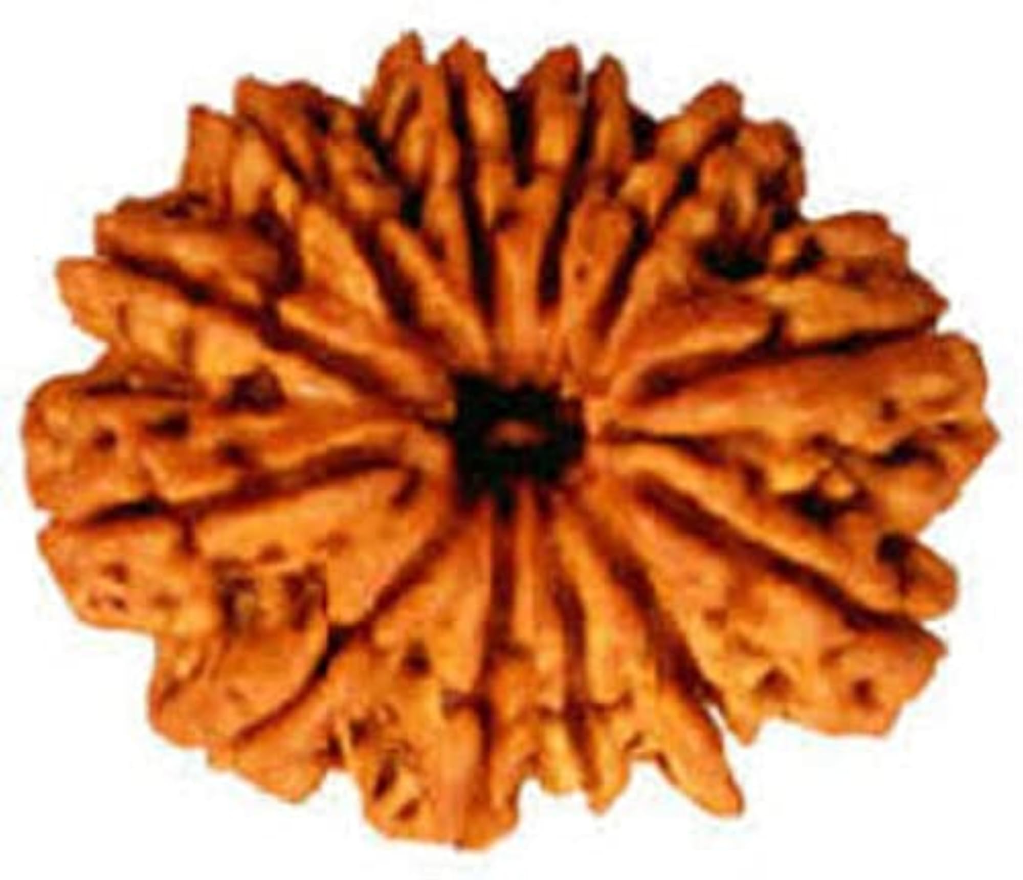 12 Mukhi Certified Rudraksha, Spiritual Bead