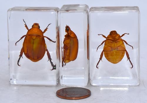Image of 44mm Real Golden Christmas Beetle in Crystal Clear Lucite Resin Specimen Preserved Animal Insect Bug Taxidermy Collection for Biology Science Education & Desk Ornament Display