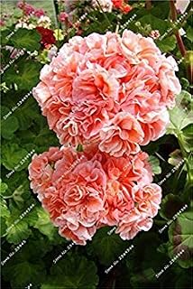 RIC 100 pcs Exotic Geranium Blue Seeds Perennial Seeds Indoor Flowers House Rooms and Garden Bonsai Seeds of semillas de seedsas 16: only Seeds