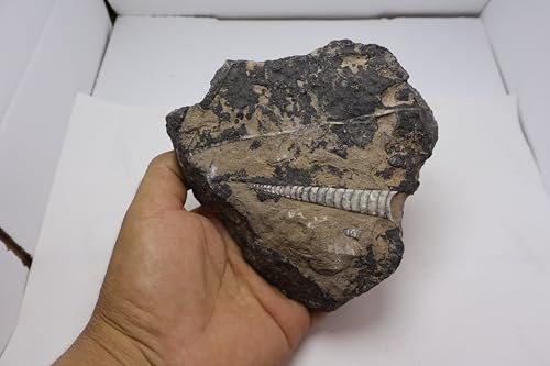 Image of Natural Orthoceras Fossil from Devonian Period Fossil from Morocco A311