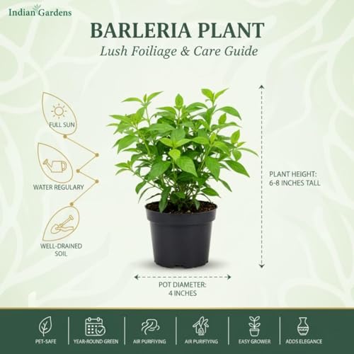 Image of Indian Gardens - Yellow Colour Barleria cristata /Decemeber flower plant 4 Inch (Min : 2)