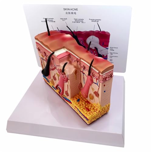 Modèle dermatite canine AMITD solution visuelle eczéma et puce