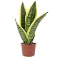 Flowerbox Bogenhanf Sansevieria trifasciata Superba