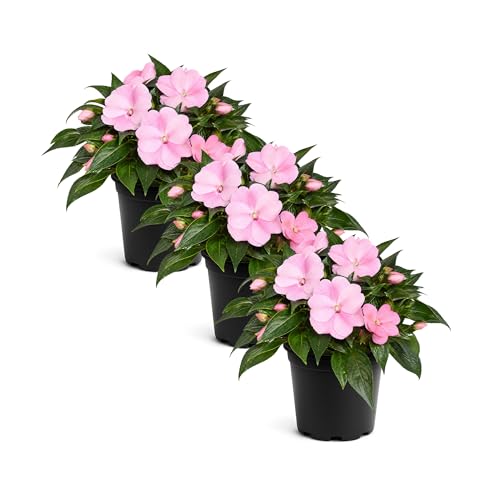 Live Flowering New Guinea Impatiens - Shades of Pink (3 Plan...