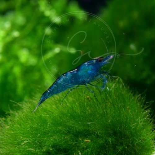 Image of Swimming Creatures Freshwater Aquarium Shrimp - A Perfect Combo to Brighten Your Aquarium! (20 Blue + 1 Mystery Snail) (Pomacea bridgesii)