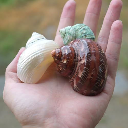 Image of 5pcs Hermit Crab Shells, M Size Opening 0.7-1.4 inch, Natural Sea Conch, Turbo Seashells for Hermit Crab Supplies and Beach Decoration Large Sea Shell (5pcs M) | Conch for Hermit Crab Supplies and Beach Decoration Large Sea Shell (5pcs M)