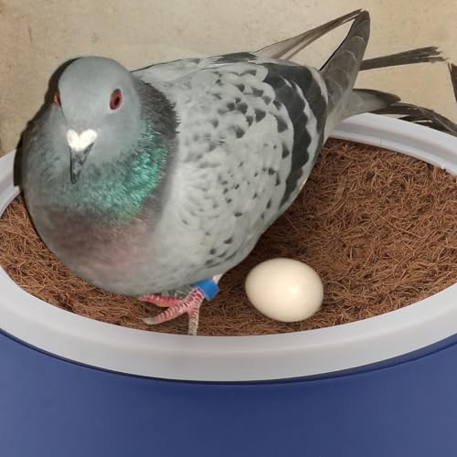 Image of FOMIYES 2 Sets Pigeon Nest Egg Nest Coir Pad Pigeon Supplies Coir Mat Bird Hatching Dove Nest Mat Artificial Bird Budgie Cage Accessories Where Pigeon Egg Pad Plastic Pet Cage Birdcage, 26x26cm, Blue