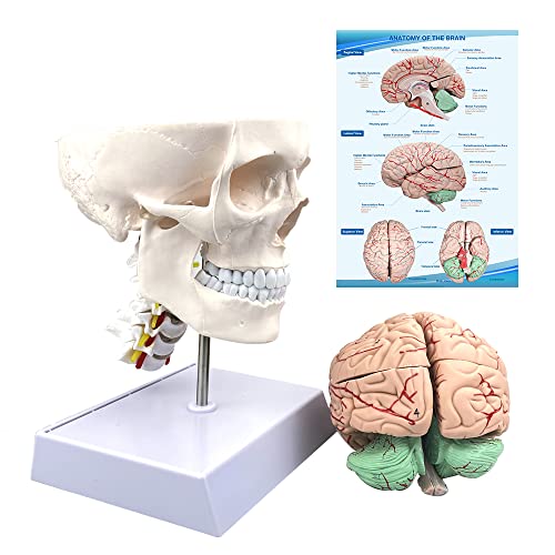 Human Skull and Brain Anatomy Model Life-Size with Cervical Verte...