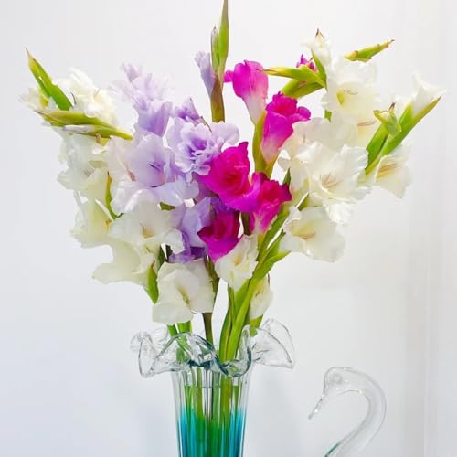 bulbos de gladiolos resistentes y perennes, cobertura del suelo, planta perenne resistente, prado de flores de flores, decoración de la sala de estar regalos sostenibles, 5pcs