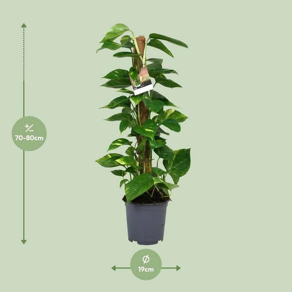 Efeutute Scindapsus Epipremnum – Ø 19 cm – 80 cm – łatwa w pielęgnacji roślina pnąca i oczyszczająca powietrze roślina pokojowa – duża zielona roślina do salonu, biura i ogrodu zimowego