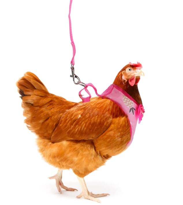 Image of Chicken Harness with Leash for Small Pets, Adjustable Elastic Breathable Vest for Hens Ducks Geese Outdoor Walking Training