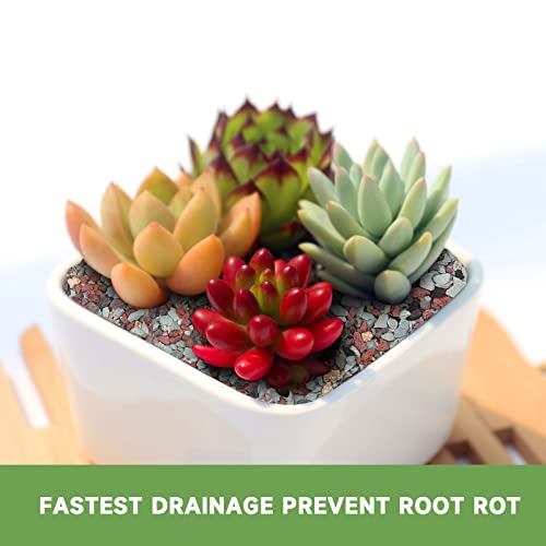 NOHOBE 2.5lb Premium Horticultural Gritty Mix Lava Rock Pebbles Maifanitum Potting Soil Amendment -Perfect for Succulents, Cactus, Bonsai, Terrariums, and Fairy Gardening