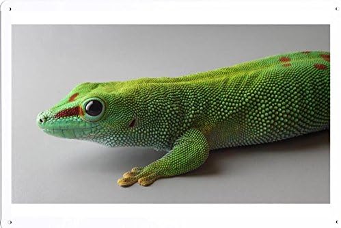 Amazon マダガスカル巨大ヤモリ日のティンサイン 金属看板 ポスター Tin Sign Metal Poster Of Madagascar Giant Day Gecko アートフレーム ポスター オンライン通販