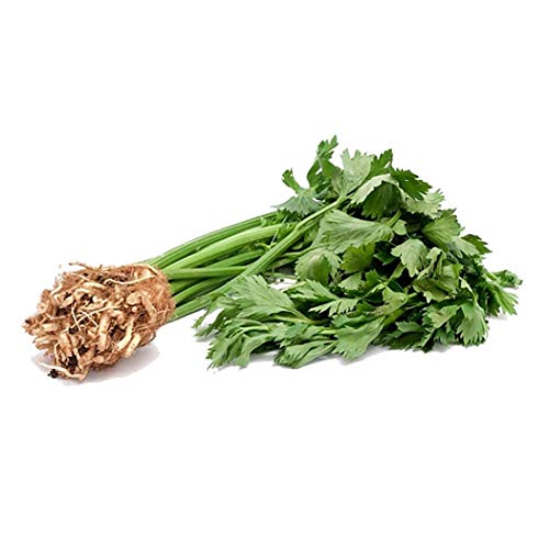 LEANO Garden - 100Pcs White Button Root Celery Seeds Garden Courtyard Delicious Vegetable Plant Vegetables