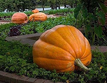All Season Gardens Rare Imported High Growing Giant Vegetable  50Kg Yields Huge Hybrid Pumpkin  Seeds (20 Seeds) (B07RCY2NYW) Amazon Price History, Amazon Price Tracker